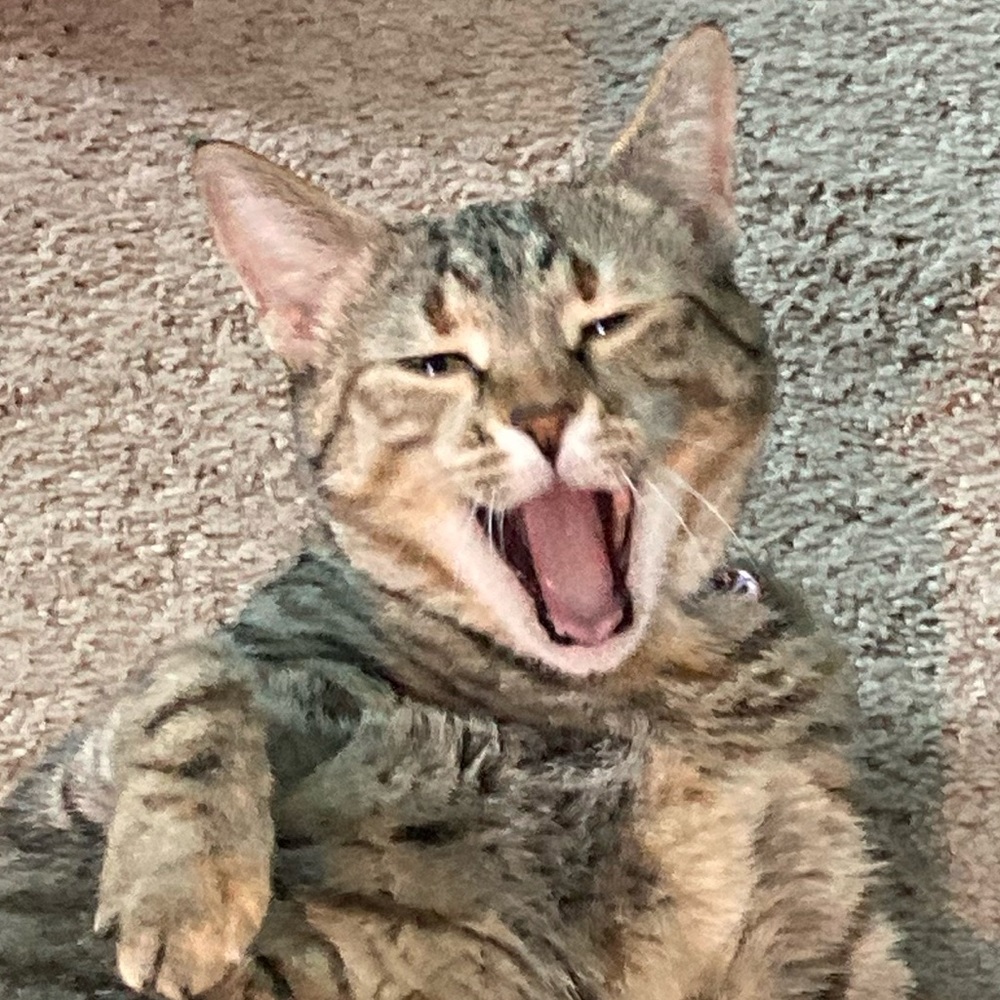 Meet your Posher, Rachel